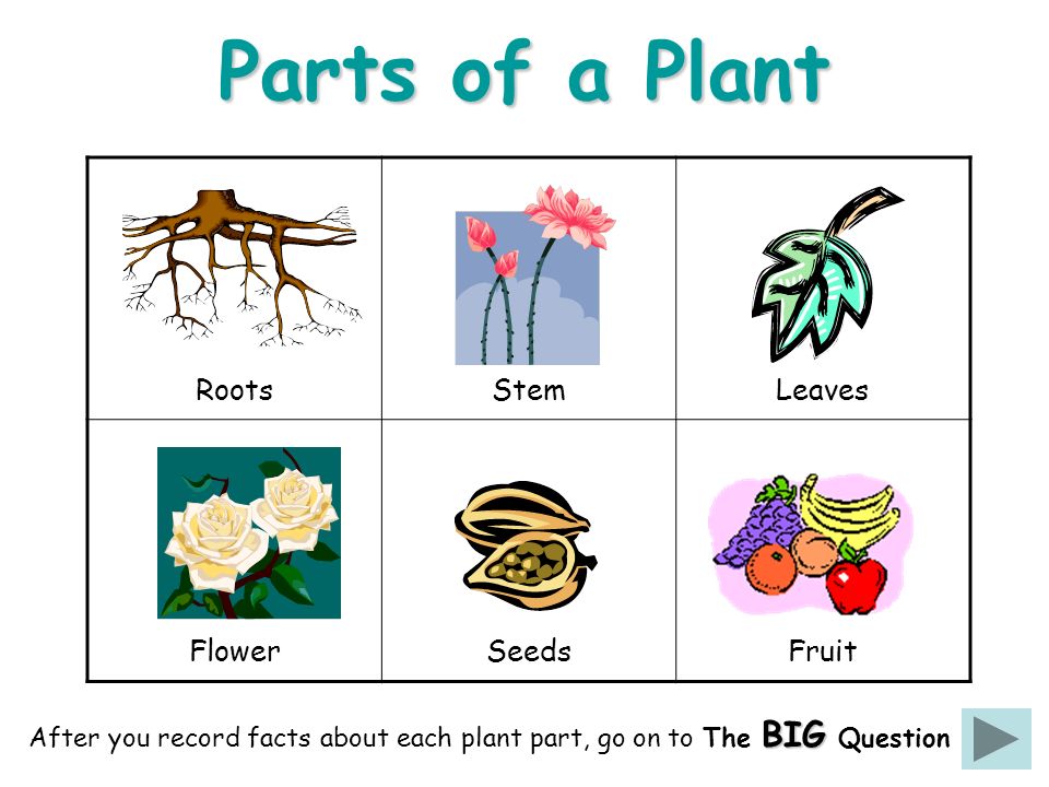 3rd Basic. Plants: Parts Of The Plants/ Introduction Class#1 - Lessons -  Blendspace