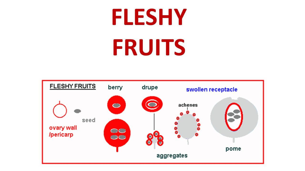 FLESHY FRUITS