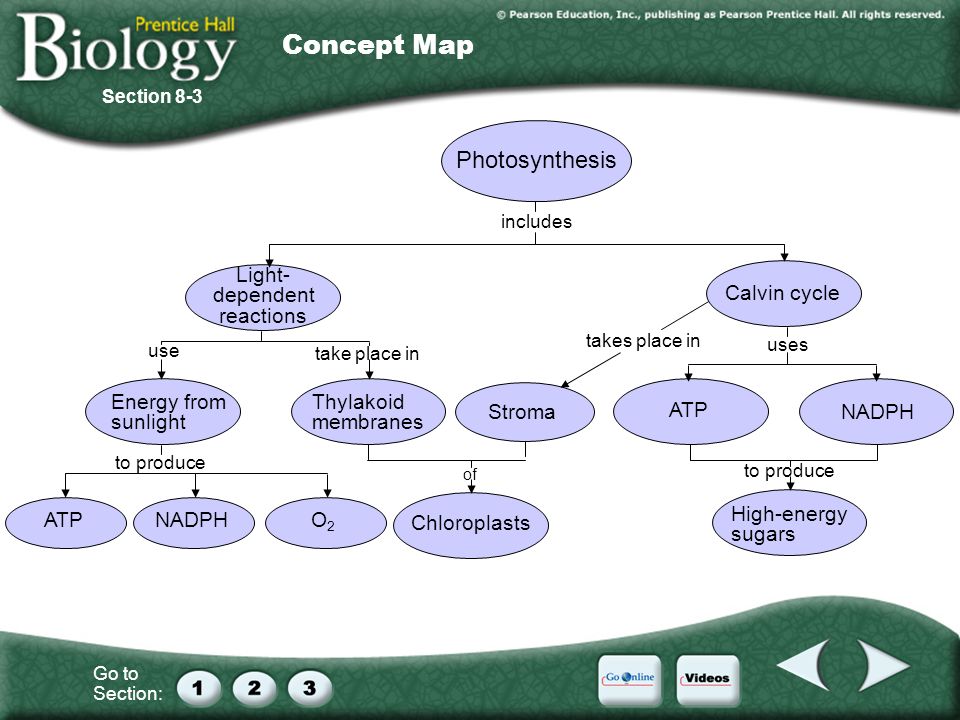 photosynthesis trapping energy concept map Chapter 8 Photosynthesis Ppt Video Online Download photosynthesis trapping energy concept map