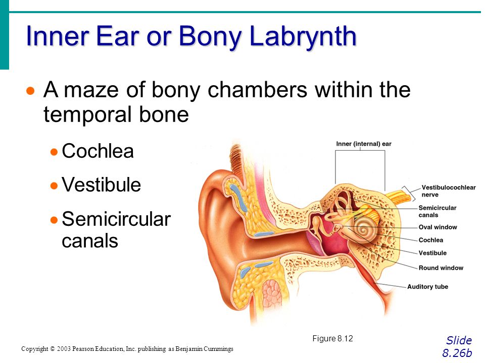 Inner Ear or Bony Labrynth