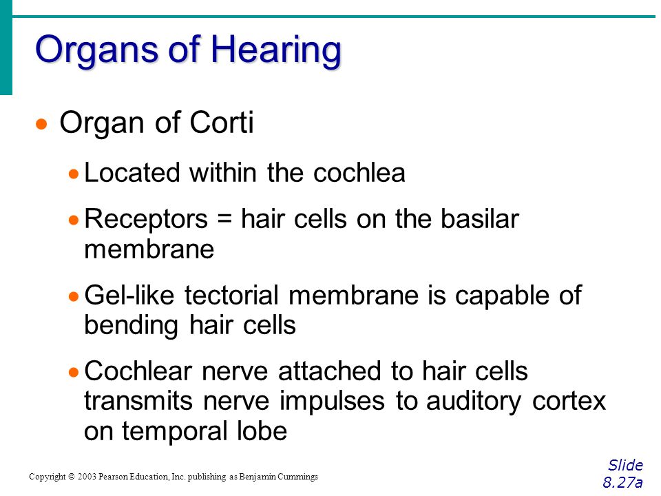 Organs of Hearing Organ of Corti Located within the cochlea