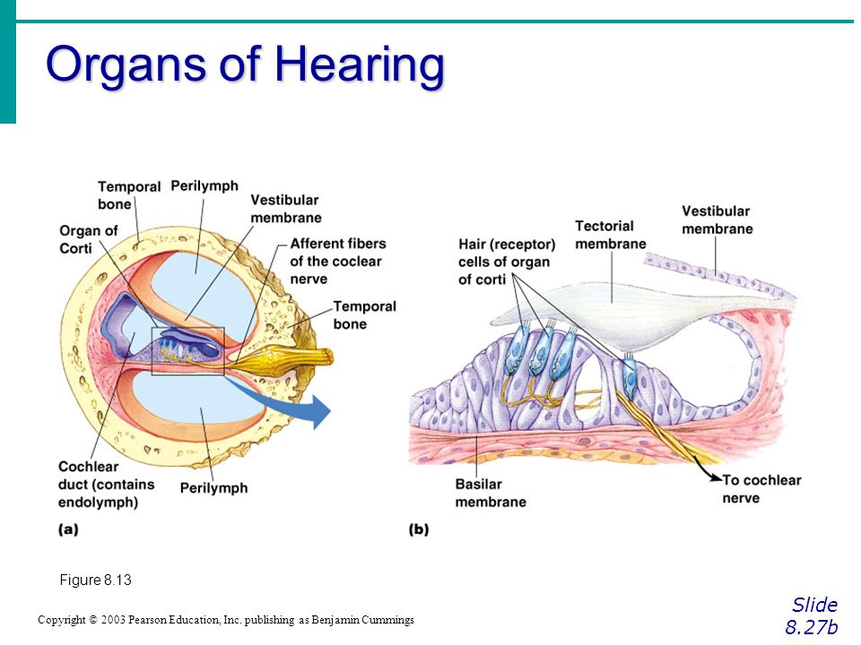 Organs of Hearing Slide 8.27b Figure 8.13