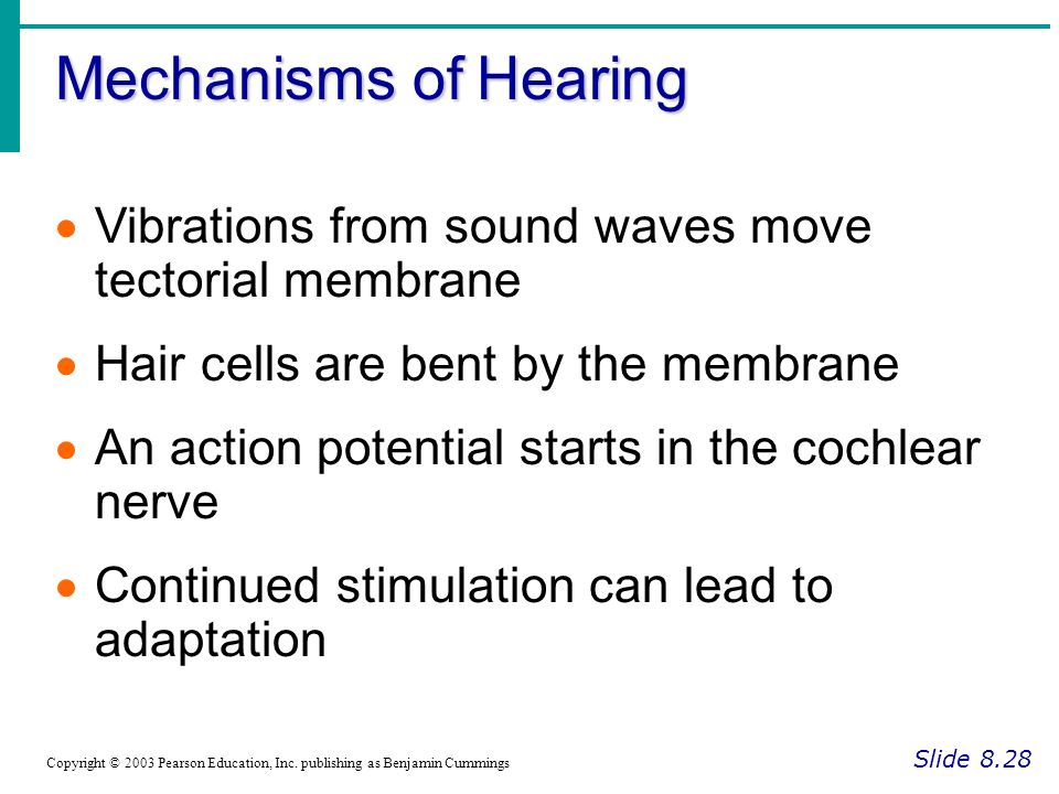 Mechanisms of Hearing Vibrations from sound waves move tectorial membrane. Hair cells are bent by the membrane.