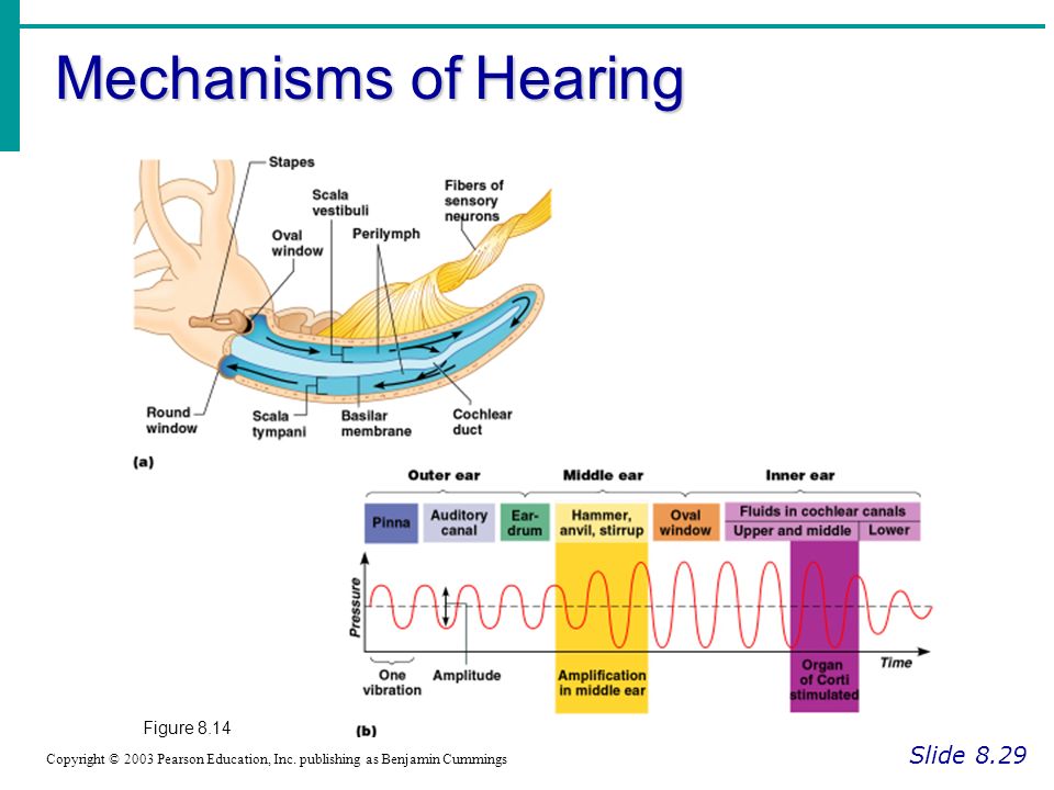 Mechanisms of Hearing Slide 8.29 Figure 8.14