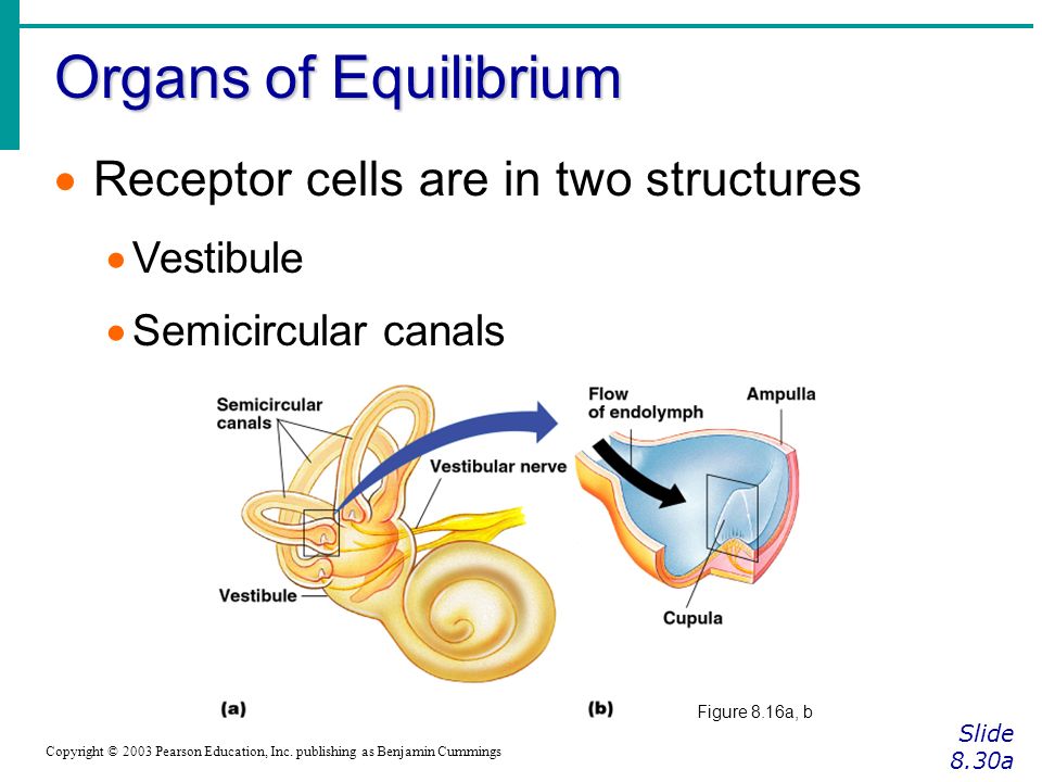 Organs of Equilibrium Receptor cells are in two structures Vestibule