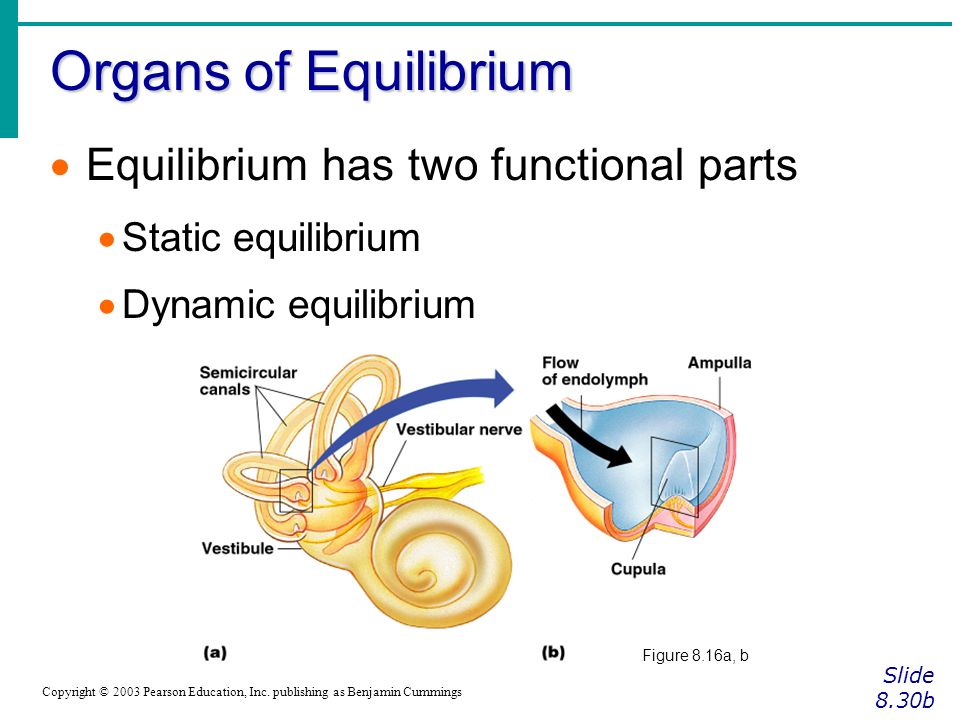 Organs of Equilibrium Equilibrium has two functional parts