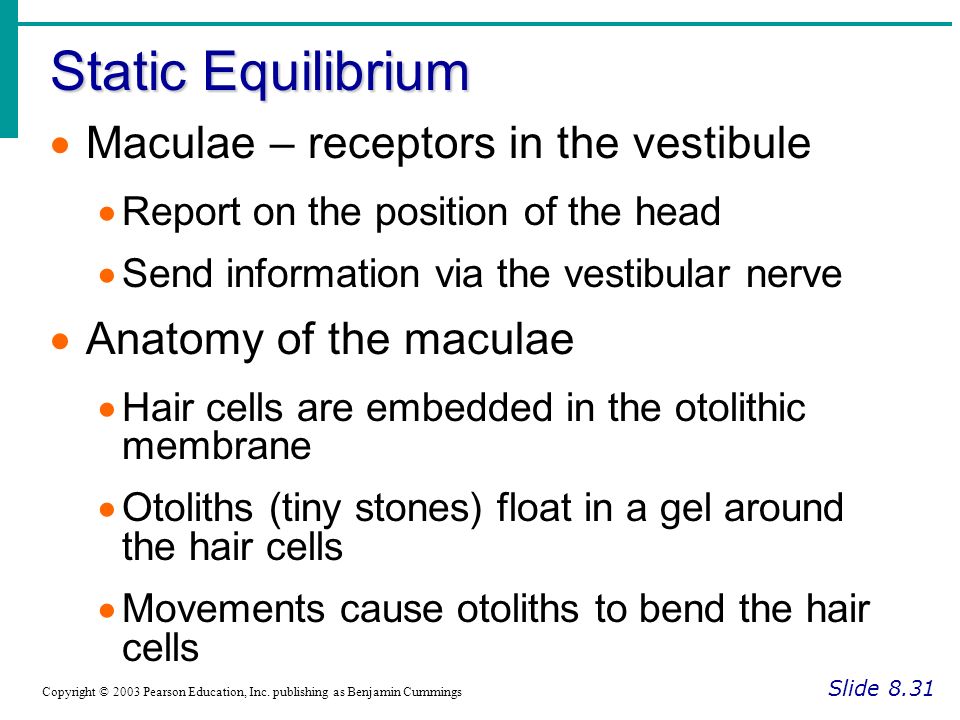 Static Equilibrium Maculae – receptors in the vestibule