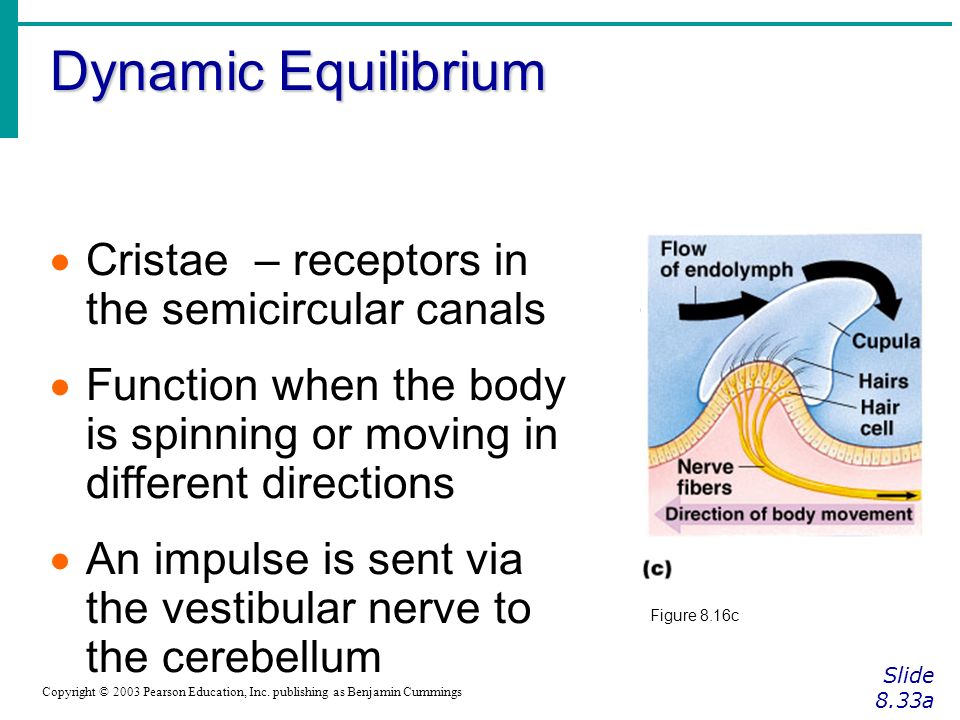 Dynamic Equilibrium Cristae – receptors in the semicircular canals