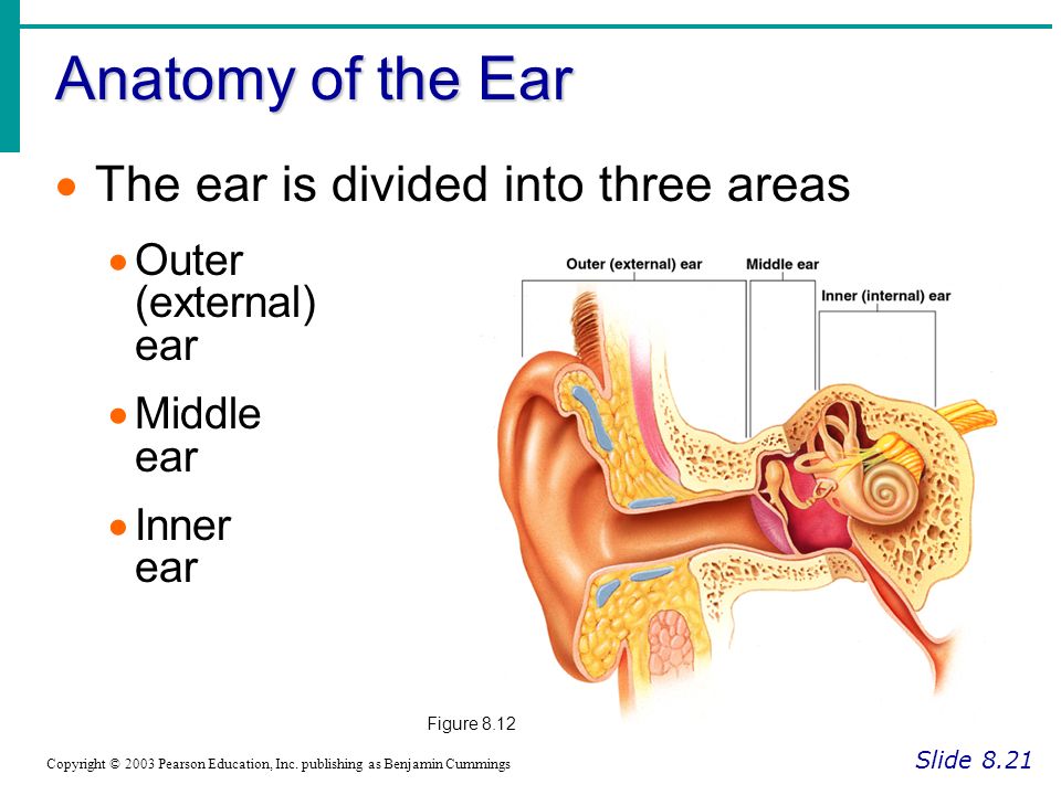 Anatomy of the Ear The ear is divided into three areas