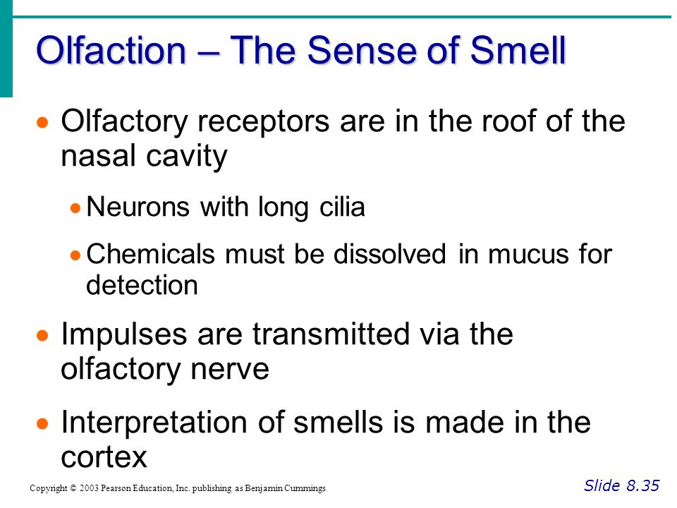 Olfaction – The Sense of Smell