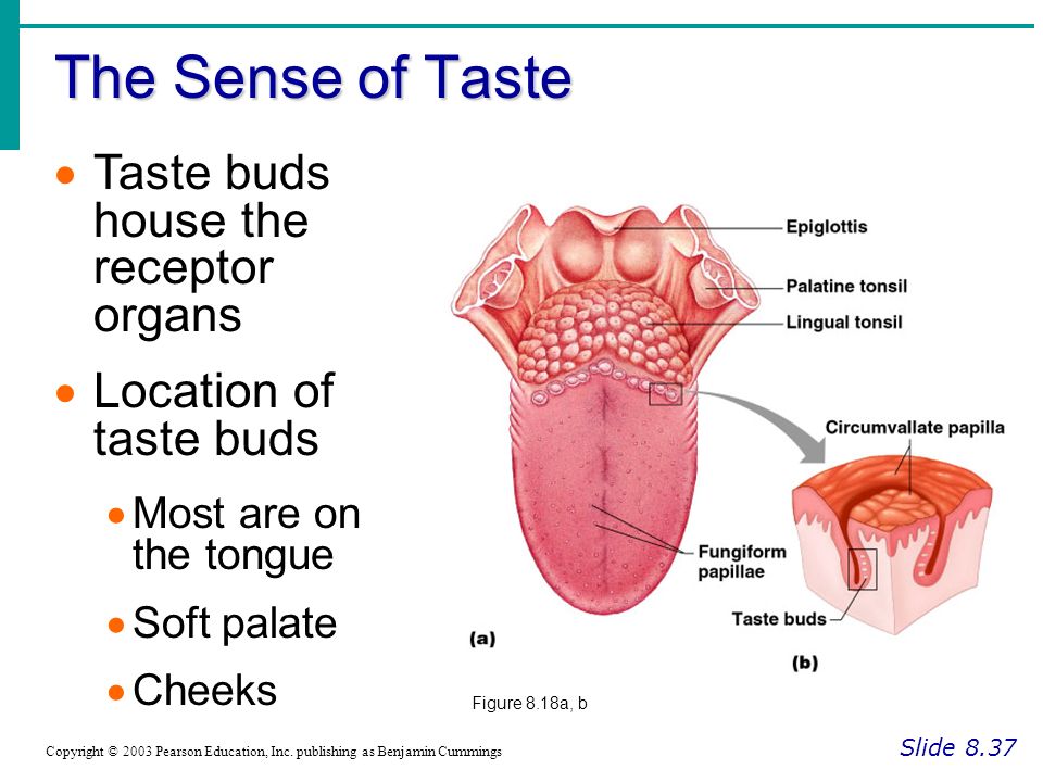 The Sense of Taste Taste buds house the receptor organs