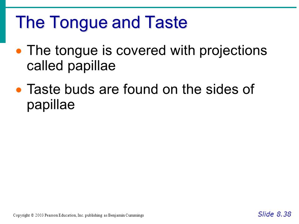 The Tongue and Taste The tongue is covered with projections called papillae. Taste buds are found on the sides of papillae.