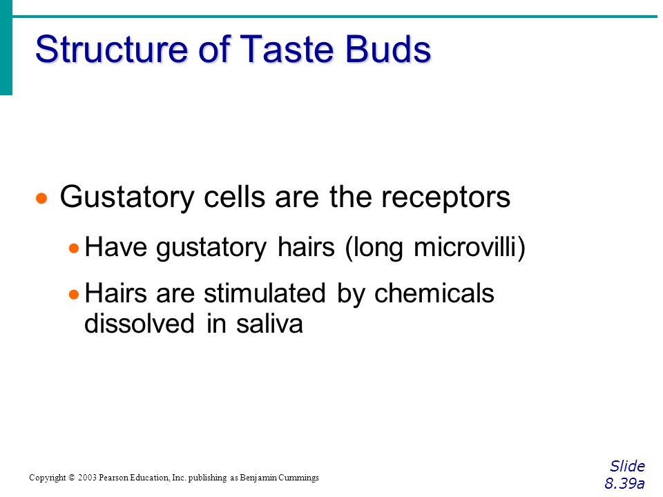 Structure of Taste Buds