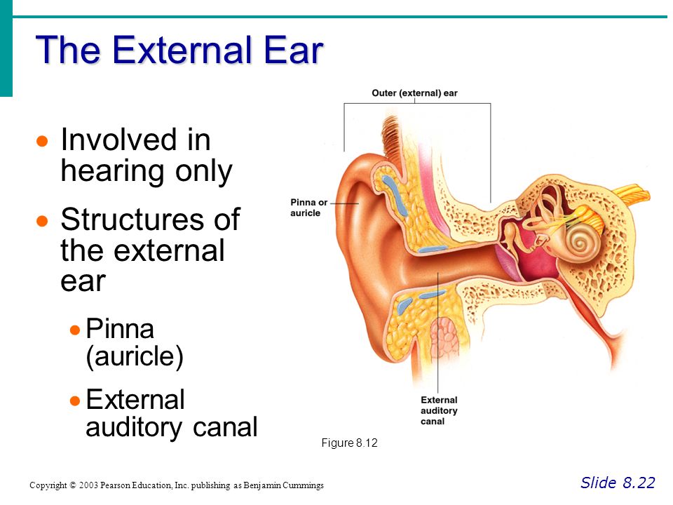The External Ear Involved in hearing only