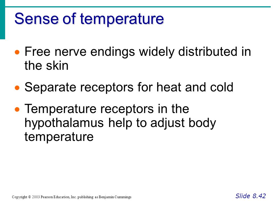 Sense of temperature Free nerve endings widely distributed in the skin
