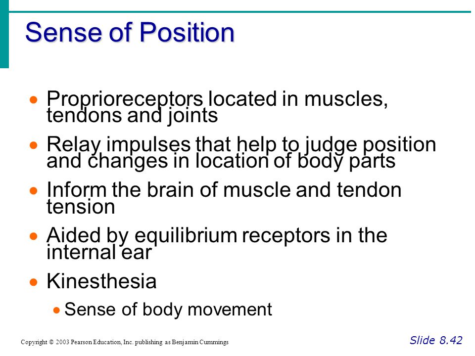 Sense of Position Proprioreceptors located in muscles, tendons and joints.