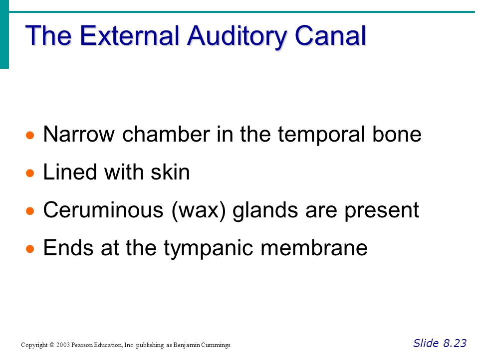 The External Auditory Canal