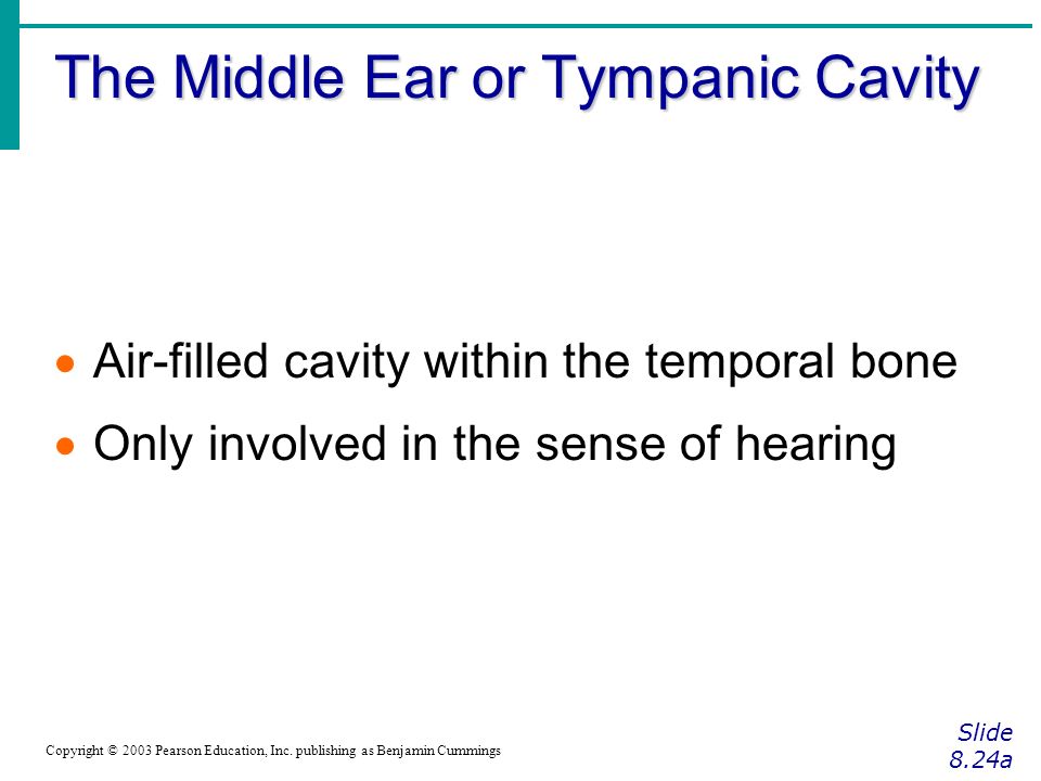 The Middle Ear or Tympanic Cavity