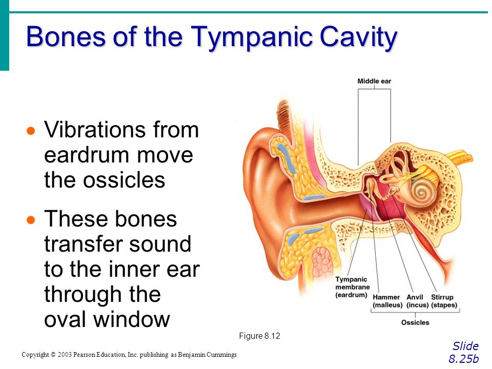 Bones of the Tympanic Cavity