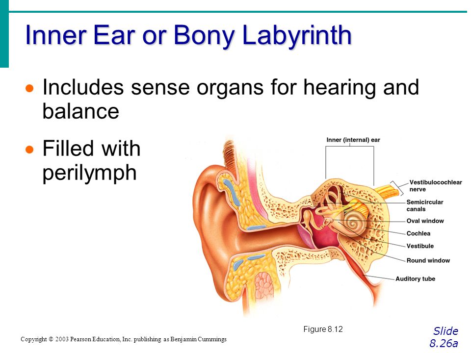 Inner Ear or Bony Labyrinth