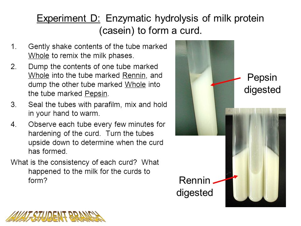 milk and rennin experiment