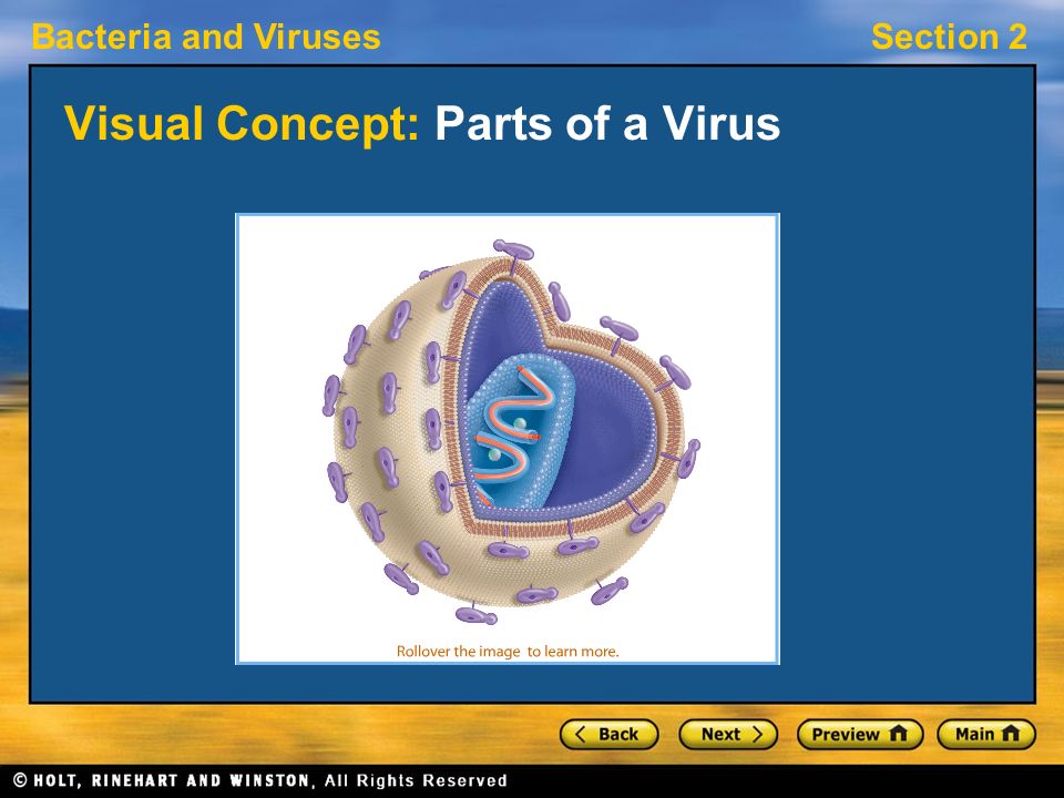 Visual Concept: Parts of a Virus