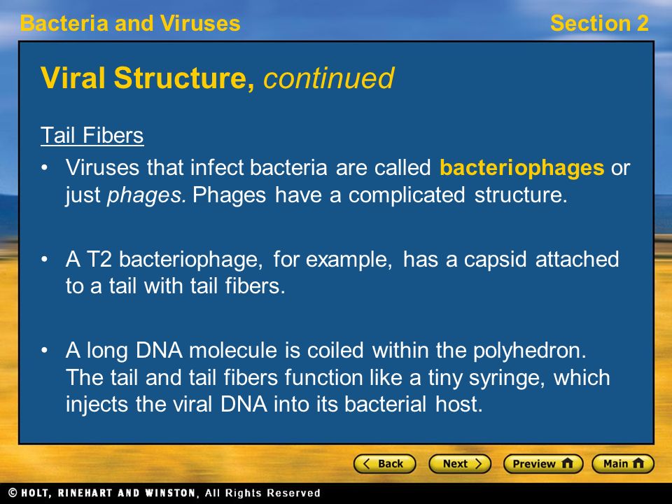 Viral Structure, continued