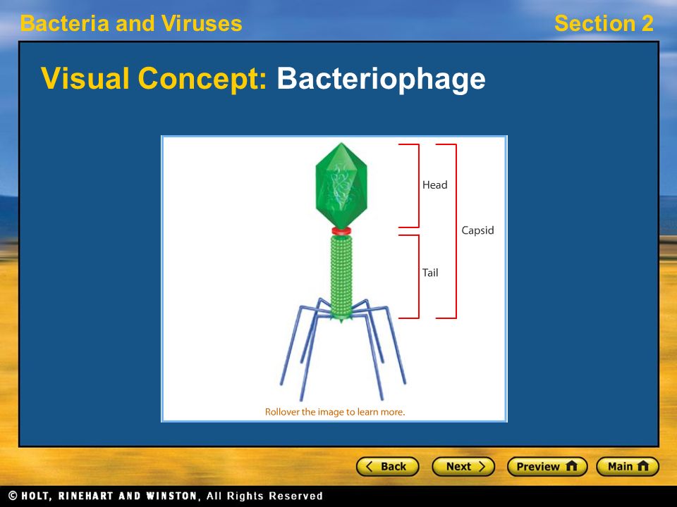 Visual Concept: Bacteriophage