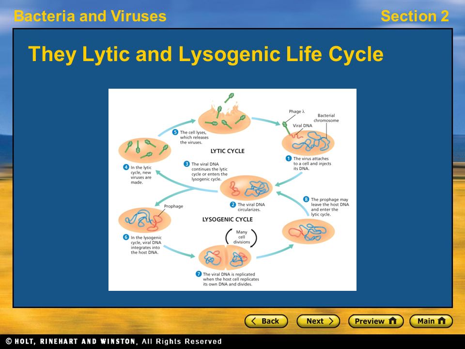 They Lytic and Lysogenic Life Cycle