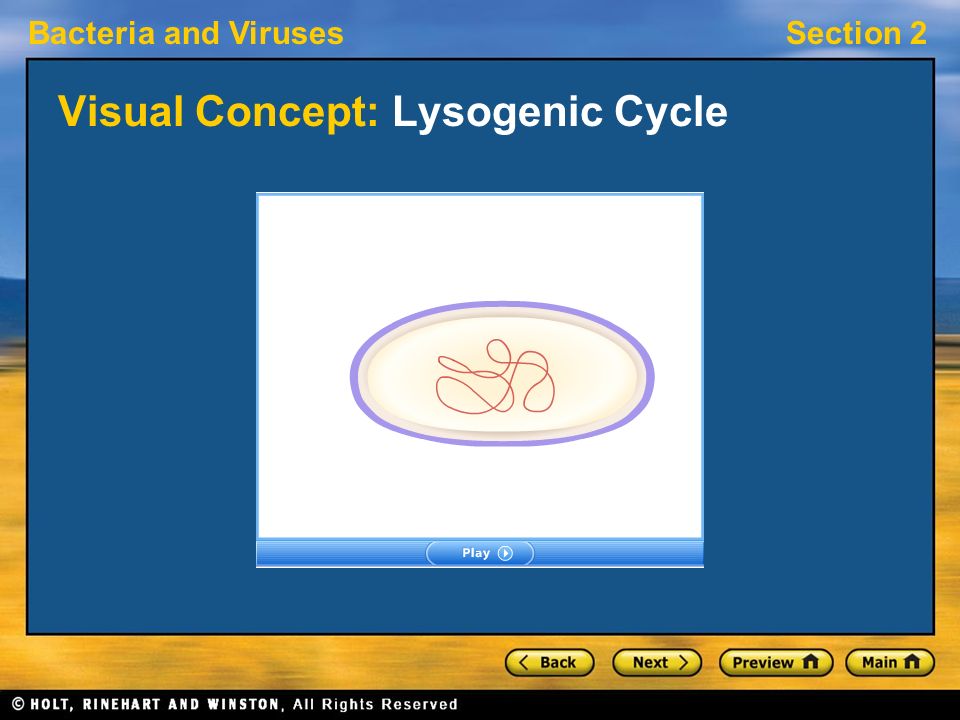 Visual Concept: Lysogenic Cycle