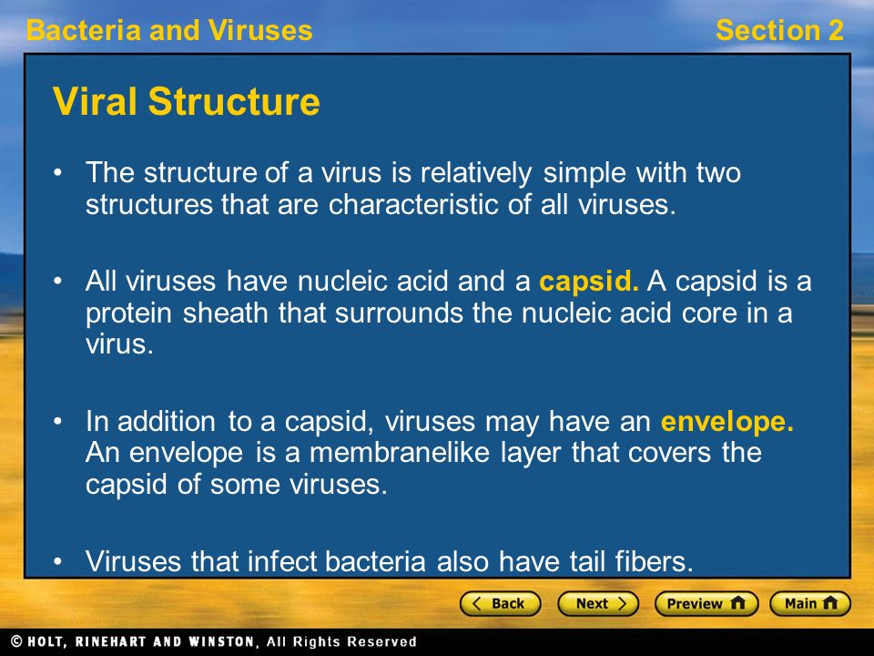 Viral Structure The structure of a virus is relatively simple with two structures that are characteristic of all viruses.