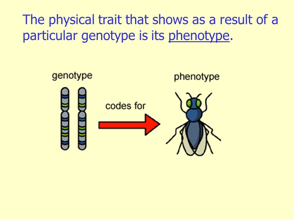 The physical trait that shows as a result of a particular genotype is its phenotype.