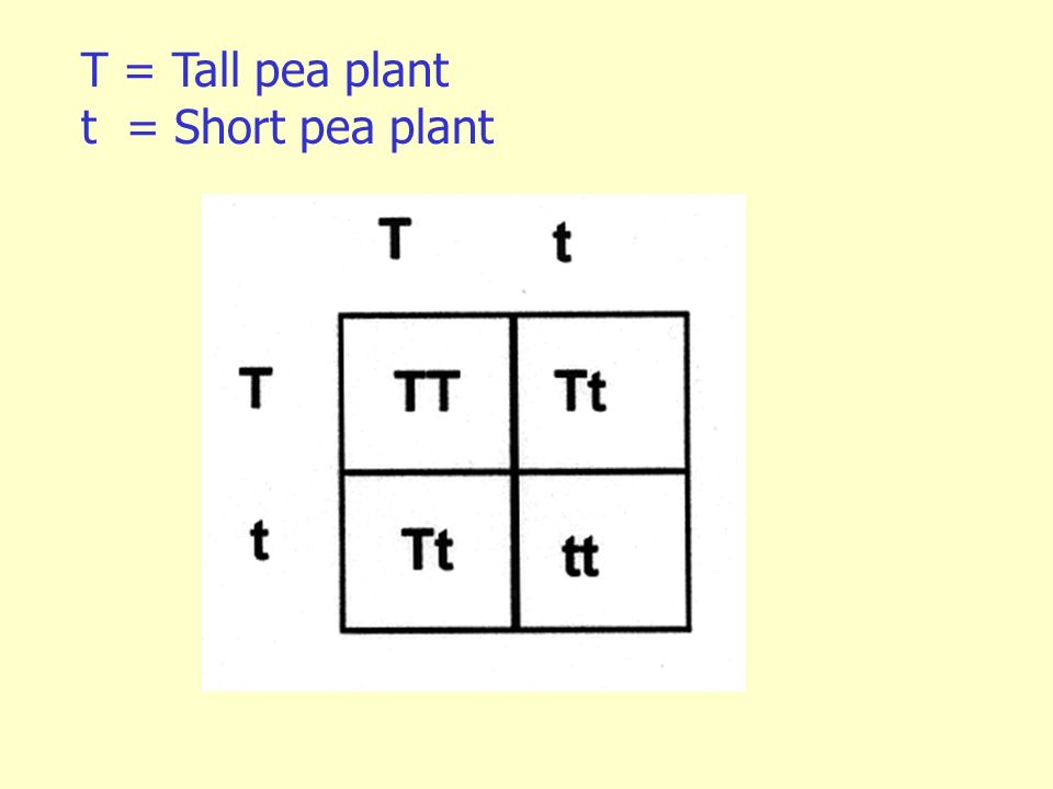 T = Tall pea plant t = Short pea plant