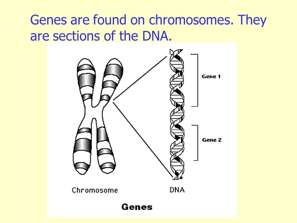 Genes are found on chromosomes. They are sections of the DNA.