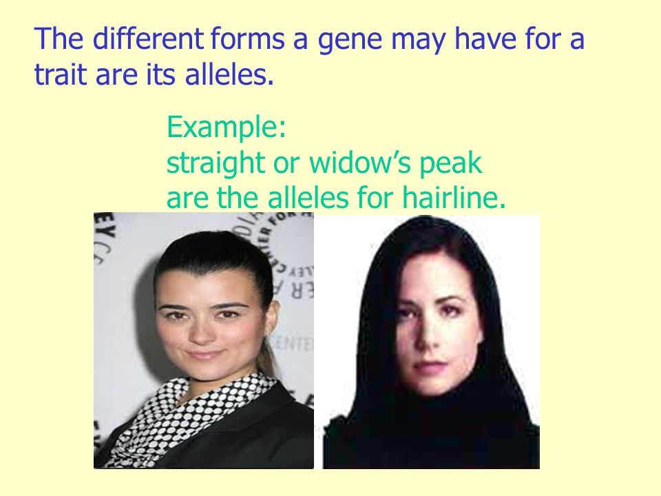 The different forms a gene may have for a trait are its alleles.