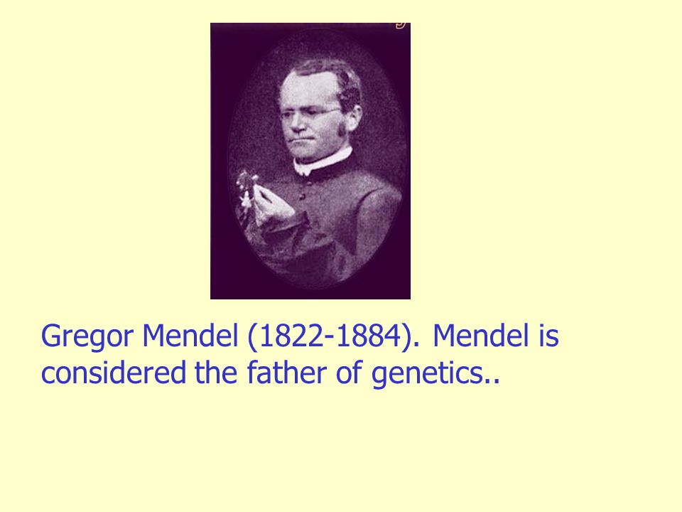 Gregor Mendel ( ). Mendel is considered the father of genetics..