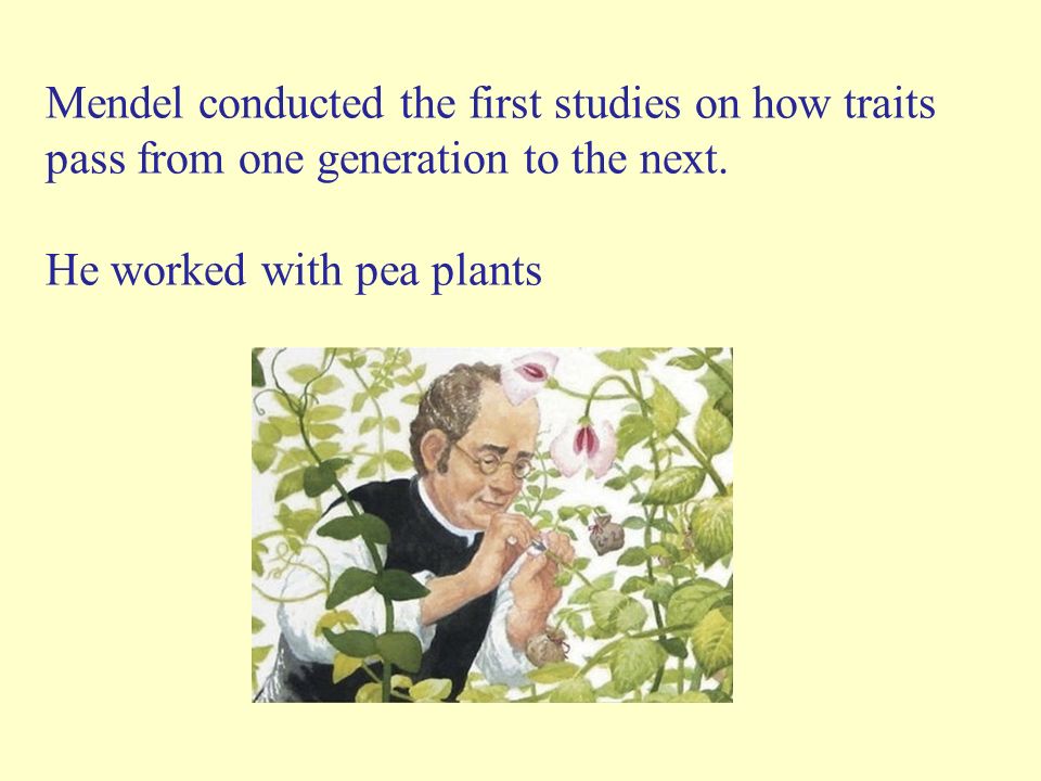 Mendel conducted the first studies on how traits pass from one generation to the next.