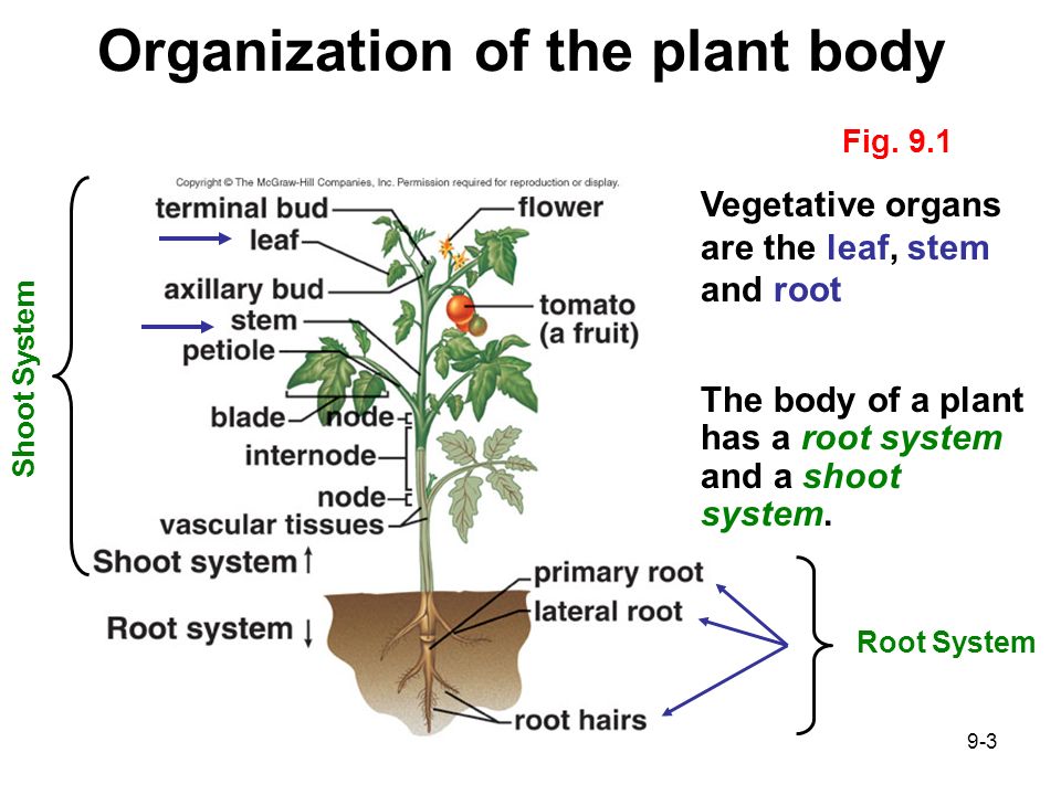 Level Organization Plant and people.