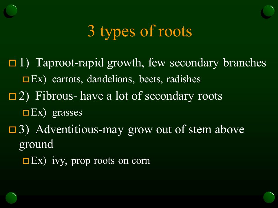 3 types of roots 1) Taproot-rapid growth, few secondary branches