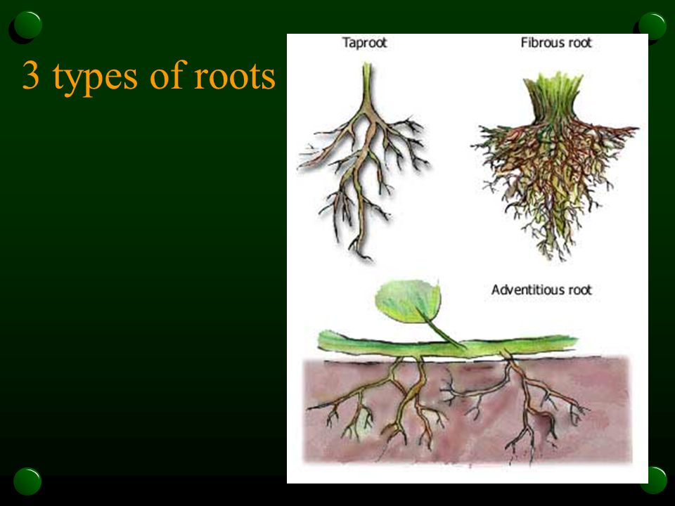 3 types of roots