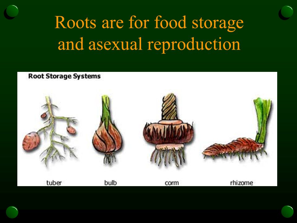Roots are for food storage and asexual reproduction