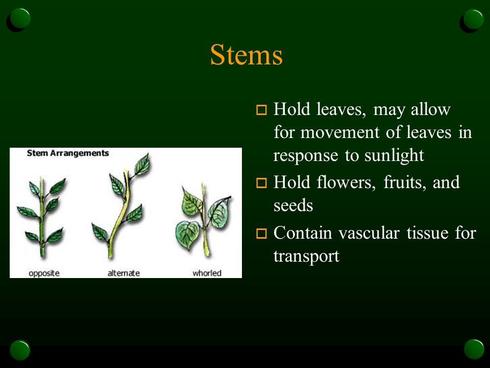 Stems Hold leaves, may allow for movement of leaves in response to sunlight. Hold flowers, fruits, and seeds.