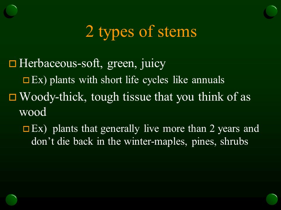 2 types of stems Herbaceous-soft, green, juicy