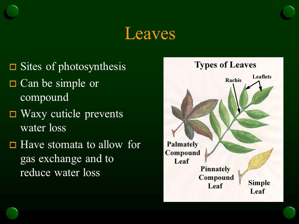 Leaves Sites of photosynthesis Can be simple or compound