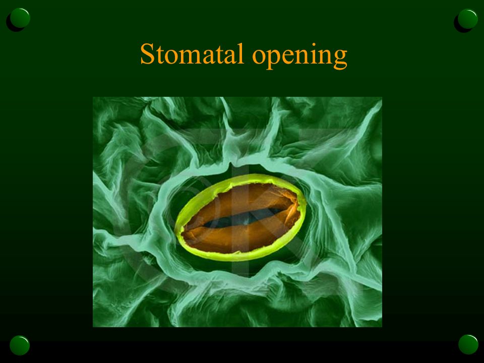 Stomatal opening