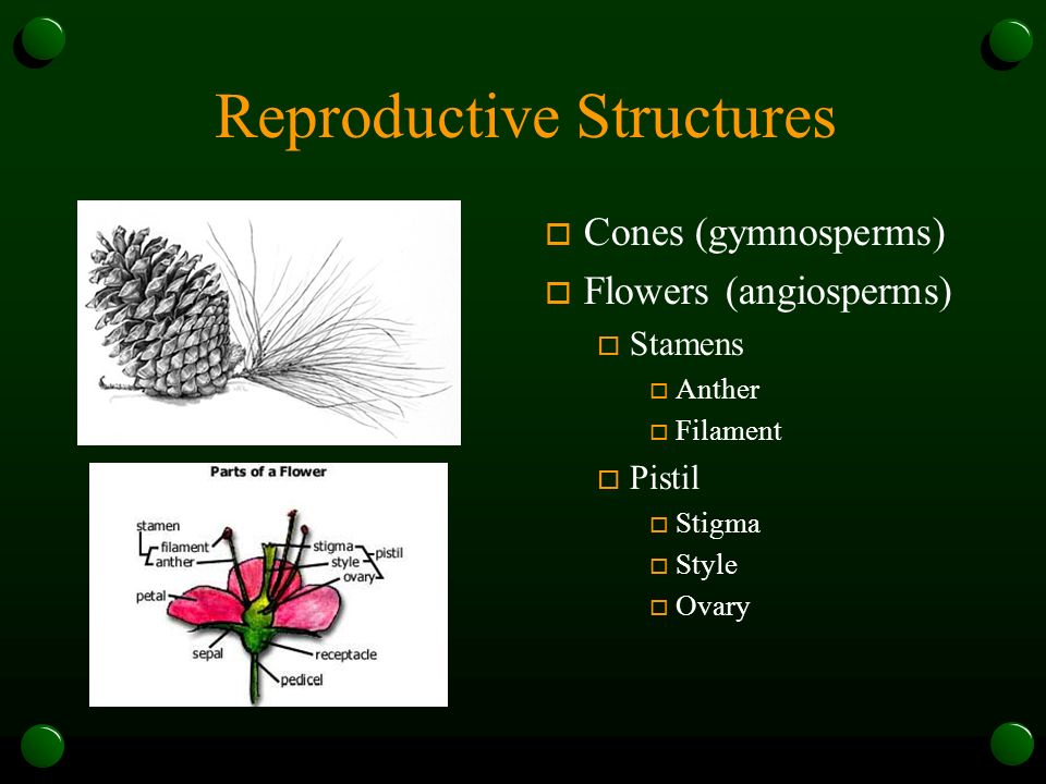 Reproductive Structures