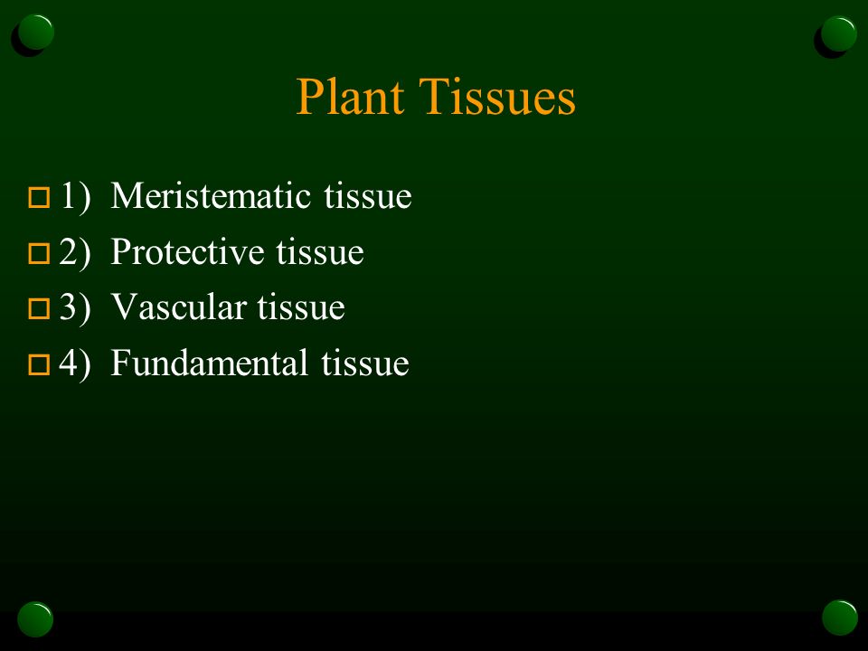 Plant Tissues 1) Meristematic tissue 2) Protective tissue