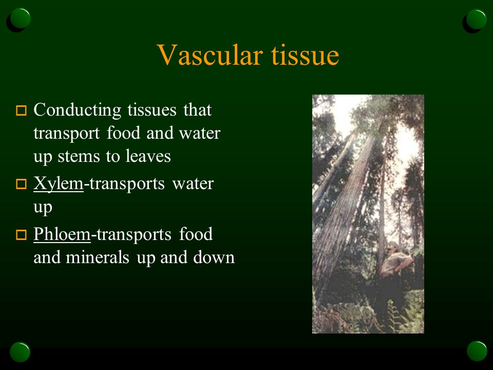 Vascular tissue Conducting tissues that transport food and water up stems to leaves. Xylem-transports water up.