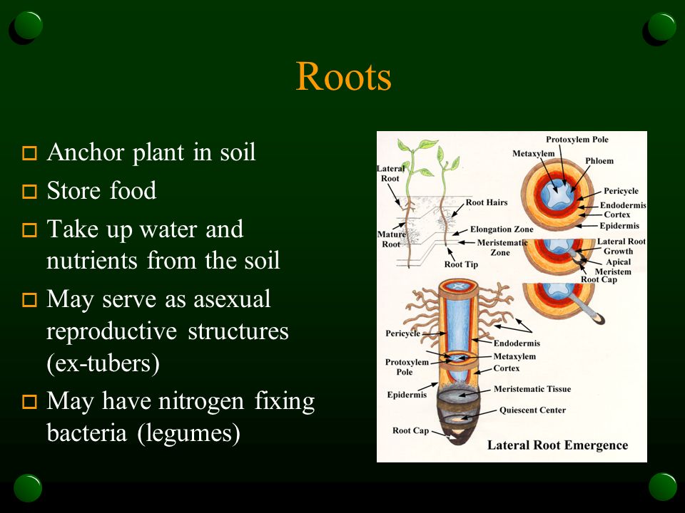 Roots Anchor plant in soil Store food