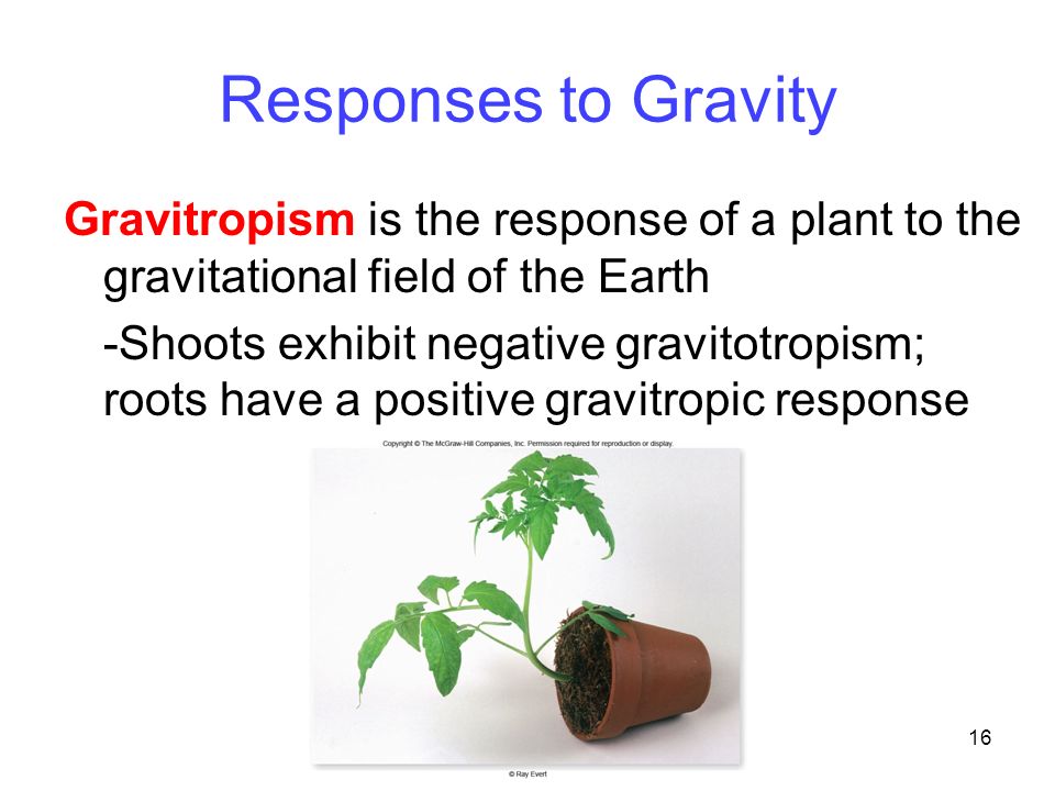 Responses to Gravity Gravitropism is the response of a plant to the gravitational field of the Earth.